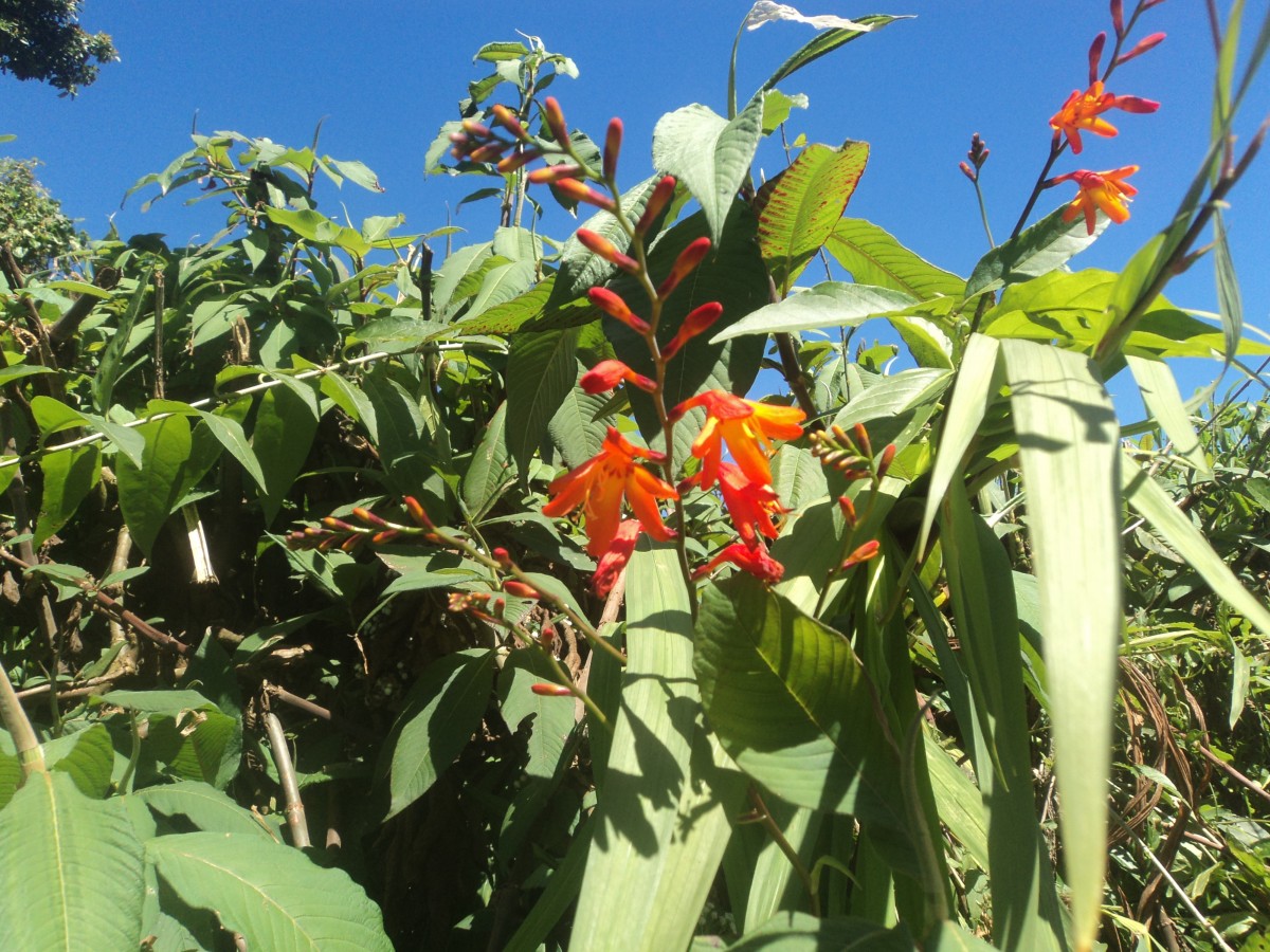 Crocosmia × crocosmiiflora (Lemoine) N.E.Br.